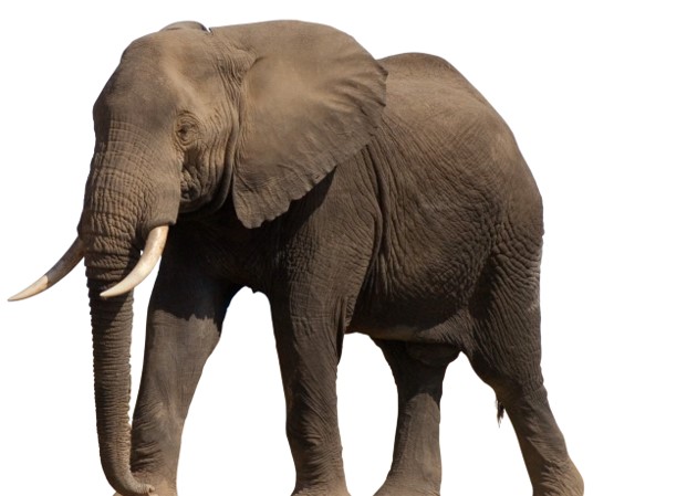 Image - grey elephant